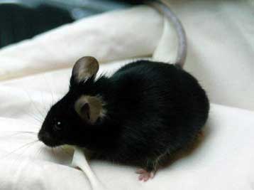 Επιτεύχθηκε παρθενογένεση σε θηλαστικά - Ποντίκια δημιουργήθηκαν από δύο ωάρια
