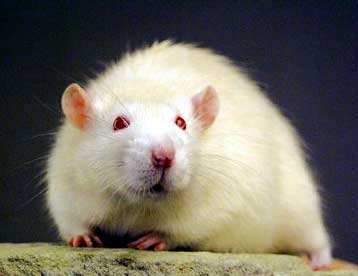 Μειώνονται διεθνώς τα πειράματα σε ζώα