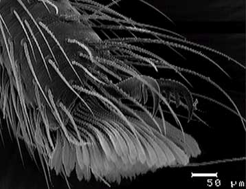 Οι αράχνες προσφέρουν έμπνευση για καλύτερα αυτοκόλλητα