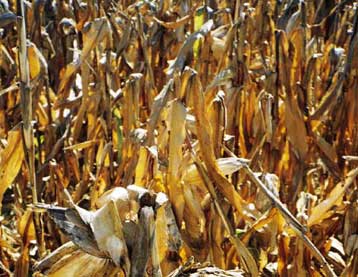 Tο Μάιο η άρση του μορατόριουμ της ΕΕ για τα γενετικά τροποποιημένα