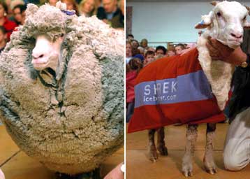 Πεισματάρικο πρόβατο αναγκάζεται να κουρευτεί έπειτα από έξι χρόνια