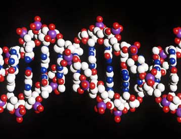 Το «άχρηστο DNA» ζωτικής σημασίας για τους ανώτερους οργανισμούς