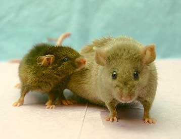 Πειραματική θεραπεία καταστρέφει το λίπος σαν να ήταν καρκίνος