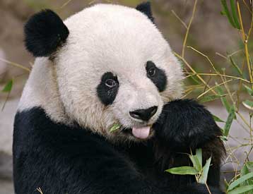 Εκατοντάδες είδη μπαμπού υπό εξαφάνιση, προειδοποιεί έκθεση του ΟΗΕ