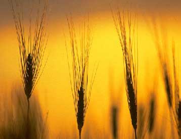 Η Monsanto εγκαταλείπει τα σχέδια για το πρώτο γενετικά τροποποιημένο σιτάρι