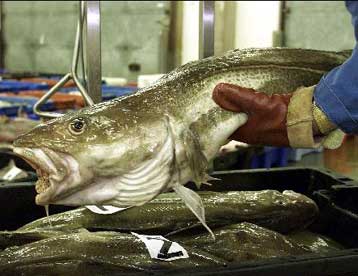 Ο μπακαλιάρος κινδυνεύει να αφανιστεί εντός 15 ετών, προειδοποιεί η WWF