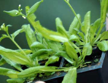 Γενετικά τροποποιημένα φυτά παράγουν υγιεινά λίπη ψαριών