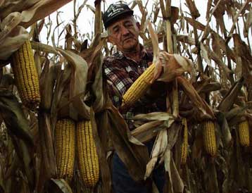 Καλλιέργειες καλαμποκιού στη Δράμα θα καταστραφούν λόγω μόλυνσης με ΓΤ σπόρους