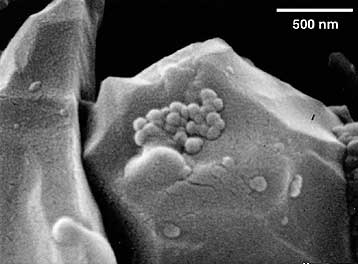 Νέα μικροσκοπική μορφή ζωής υποστηρίζουν ότι ανακάλυψαν Αμερικανοί ερευνητές