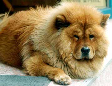 Γενετικές εξετάσεις για τις ράτσες των σκύλων ανέπτυξαν κυνόφιλοι ερευνητές