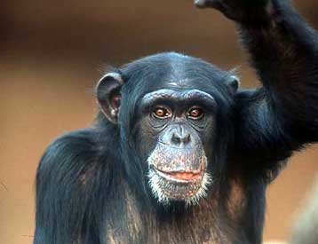 Χρωμόσωμα του χιμπατζή αποκαλύπτει εντυπωσιακές διαφορές από τον άνθρωπο