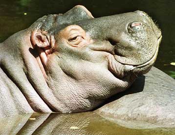 Δροσιστικός, αντιβιοτικός και… αντηλιακός ο ιδρώτας του ιπποπόταμου