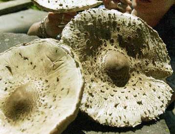 Γιγάντιο «τριώροφο» μανιτάρι ανακαλύφθηκε στο Κονγκό