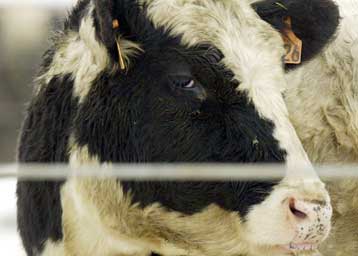 Βοοειδή απρόσβλητα στη σπογγώδη εγκεφαλοπάθεια κυοφορούνται στην Ιαπωνία