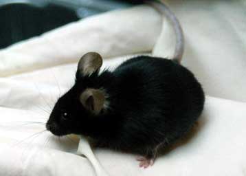 Η επιτάχυνση του μεταβολισμού παρατείνει τη ζωή, υποδεικνύει έρευνα σε ποντίκια