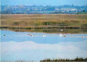 Παραπομπή της Ελλάδας στην ΕΕ για την καταστροφή του δάσους της Στροφυλιάς