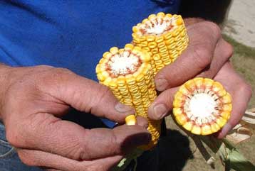 Διαμαρτυρία του ΣΥΝ για τα γενετικά τροποποιημένα με αφορμή την Ημέρα Περιβάλλοντος