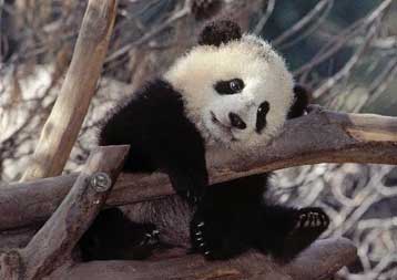 Περισσότερα γιγάντια πάντα «ξετρύπωσαν» οι επιστήμονες στην Κίνα