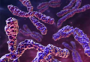 Τεχνητά χρωμοσώματα υπόσχονται νέες γονιδιακές θεραπείες