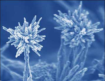 «Νανομπουκέτα» καλλιεργούνται σε εργαστήριο της Βρετανίας