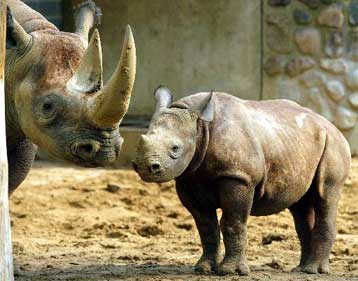 Ανακάμπτουν οι πληθυσμοί του αφρικανικού μαύρου ρινόκερου