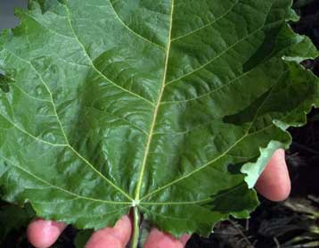 Ηλιακές κυψέλες που «φωτοσυνθέτουν» όπως το σπανάκι αναπτύσσονται στο MIT