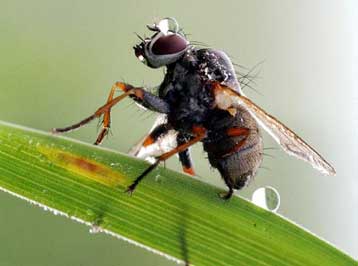 Οι μύγες γεύονται το γλυκό και το πικρό με ολόκληρο το σώμα τους