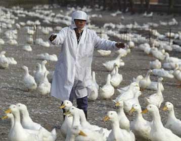 Ο ιός της γρίπης των πτηνών μεταλλάσσεται σε πιο επικίνδυνες μορφές