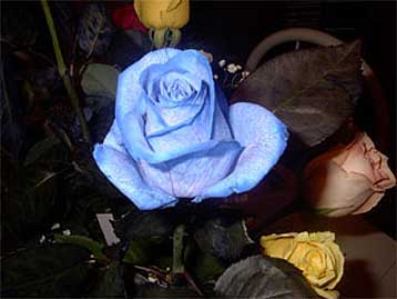 Μπλε τριαντάφυλλο δημιούργησαν Ιάπωνες γενετικοί μηχανικοί