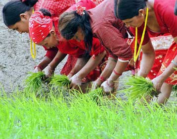 Συνθήκη του ΟΗΕ για τη διαφύλαξη των Φυτικών Γενετικών Πόρων γίνεται νόμος