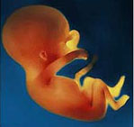 Η εμβρυϊκή ηλικία καθοριστική για το αν κάποιος θα γίνει δεξιόχειρας ή αριστερόχειρας