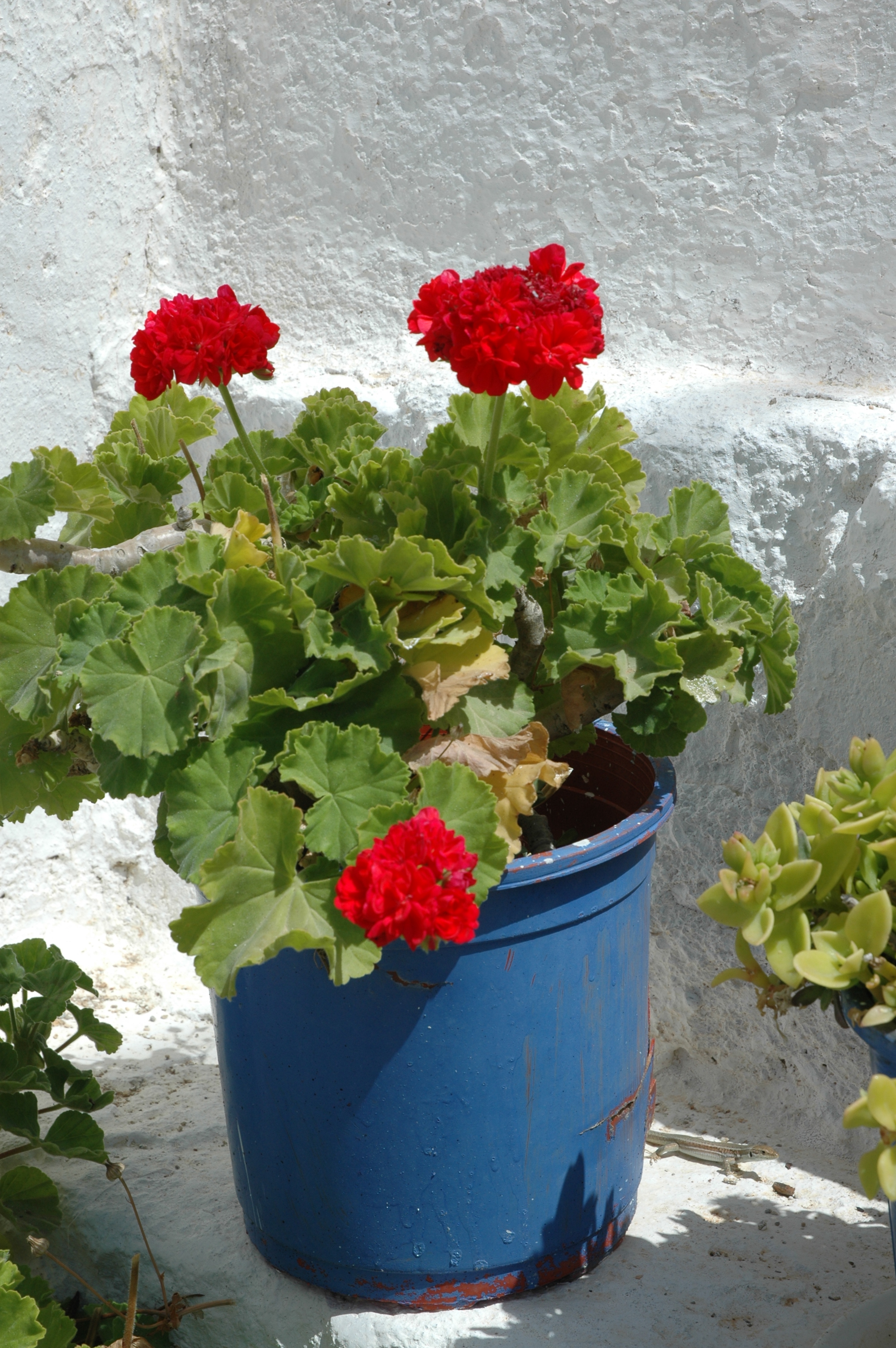 Φολέγανδρος, το τυπικό κυκλαδίτικο τοπίο