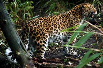 Λεοπαρδάλεις σε πάρκο της Βομβάης τρέφονται με ανθρώπους