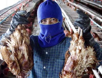 Νέα κρούσματα της γρίπης των πτηνών αναφέρουν Κίνα και Ταϊλάνδη