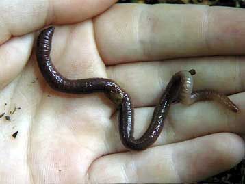 Σκουλήκια επεξεργάζονται τα σκουπίδια 30.000 νοικοκυριών