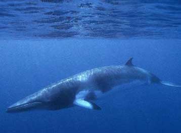 Επανεξετάζεται το διεθνές μορατόριουμ κατά της φαλαινοθηρίας