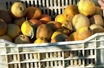 Σε τρεις μήνες θα αποζημιώνονται οι αγρότες για τις ζημιές από κακοκαιρία