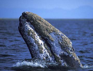 Ο πυρετός του πετρελαίου απειλεί με εξαφάνιση τις γκρίζες φάλαινες