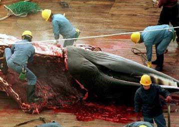Ανοιξε ο δρόμος για την επανέναρξη της φαλαινοθηρίας