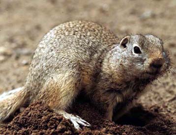 Σκίουρος του υπεδάφους προειδοποιεί τους συντρόφους του με υπερηχητικές τσιρίδες