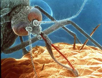 Τα κουνούπια προτιμούν τα γλυκά δέρματα, διαπιστώνουν Αμερικανοί ερευνητές