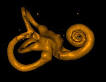 Στα αφτιά ίσως κρύβεται το μυστικό του γιατί οι άνδρες προσανατολίζονται ευκολότερα