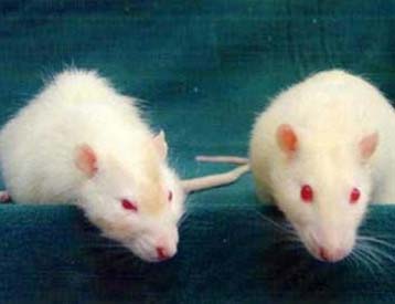 Η κοινωνική θέση επηρεάζει τη δομή του εγκεφάλου σε πειραματόζωα