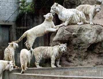 Γαλαζομάτα λευκή τίγρη χωρίς ρίγες γεννήθηκε στην Ισπανία