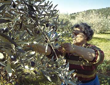 Κότινους από την Κρήτη θα φορέσουν οι Ολυμπιονίκες