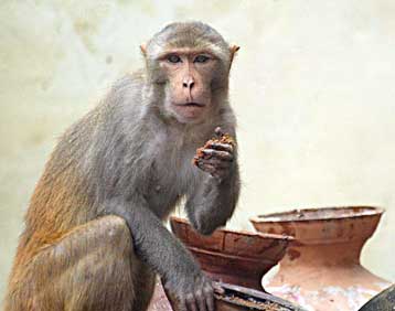 Γενετική επέμβαση θεραπεύει πιθήκους από την τεμπελιά