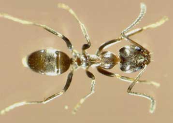 Αποικία μυρμηγκιών, πλάτους 100 χιλιομέτρων, βρέθηκε κάτω από τη Μελβούρνη