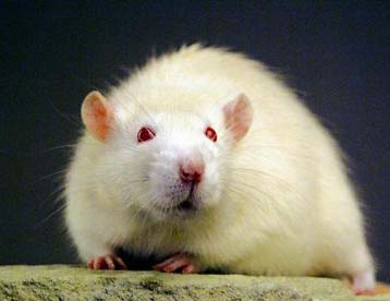 Εθισμένοι αρουραίοι προσφέρουν νέο μοντέλο στην έρευνα κατά των ναρκωτικών