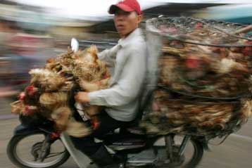 Δύο παιδιά νεκρά από το στέλεχος H5N1 του ιού της γρίππης των πτηνών στο Βιετνάμ