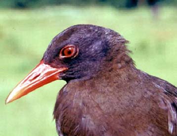 Ενδημικό πουλί που δεν πετά ανακαλύφθηκε στις Φίλιππίνες